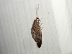 Wesmaelius subnebulosus