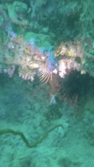 Pterois radiata