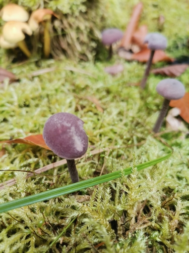 Amethyst Deceiver