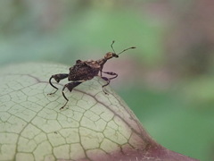 Stephanorhynchus lawsoni