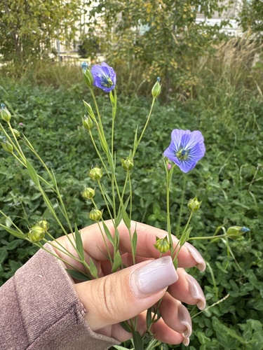 Наблюдение на iNaturalist