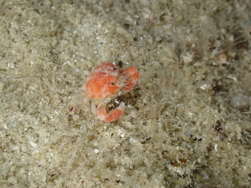 Nucia speciosa observed 2025-09-07