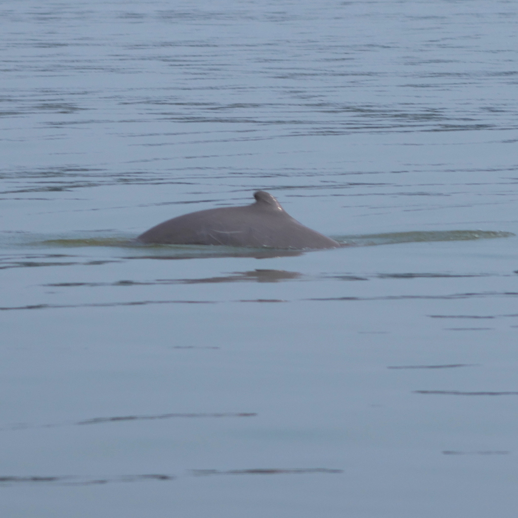 Grey back and small fin of an Irrawaddy dolphin in Sarawak, Malaysia