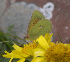 Colias meadii