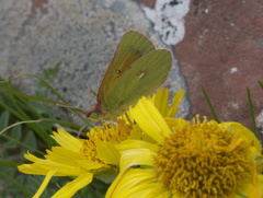 Colias meadii
