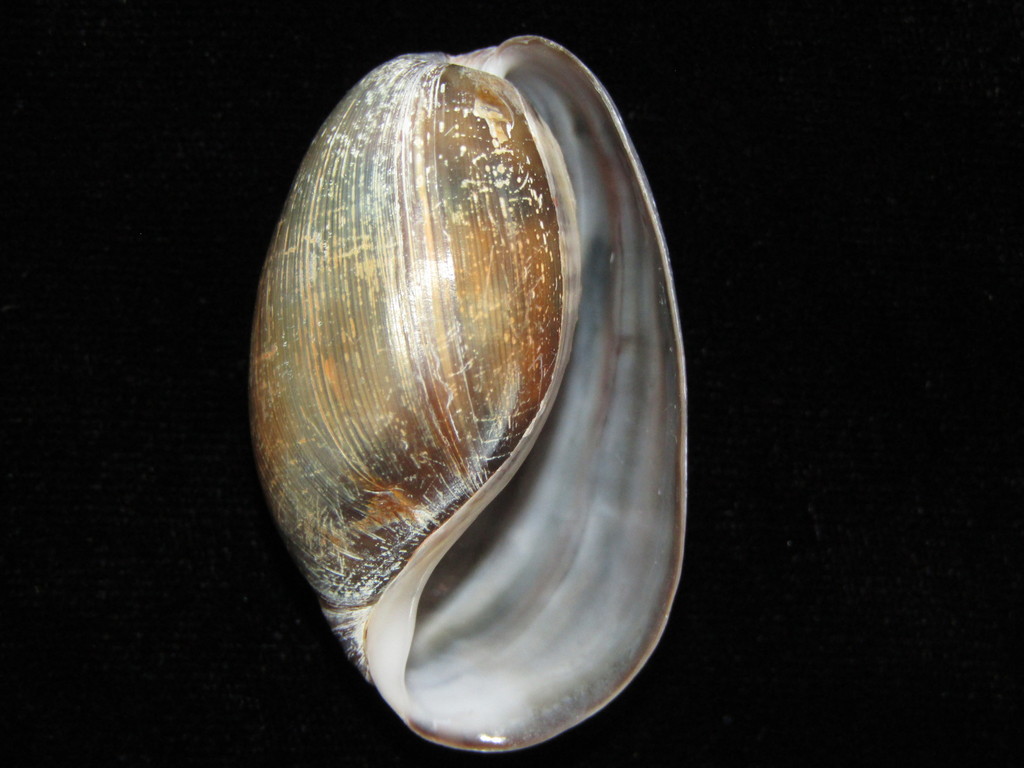 Brown bubble shell