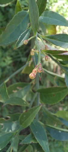 Prinsepia utilis, photograph 6