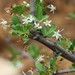 Ehretia alba - Photo (c) Judy Flatt, alguns direitos reservados (CC BY-NC), uploaded by Judy Flatt