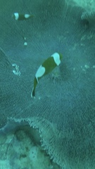 Amphiprion polymnus
