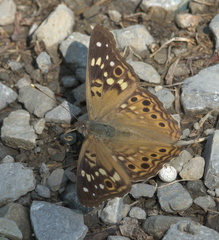 Asterocampa celtis celtis