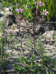 Senecio hastifolius