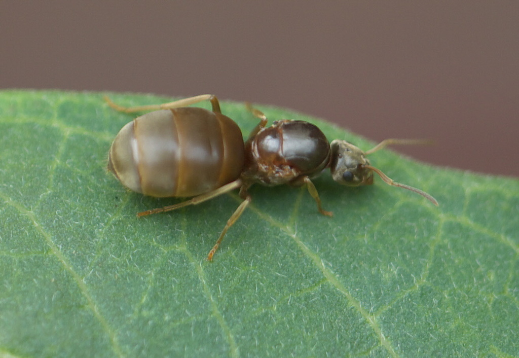 Turfgrass Ant