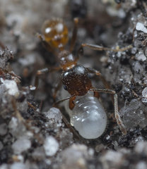 Pheidole capensis