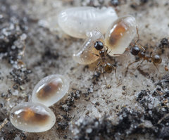 Pheidole capensis