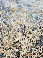 Grindelia squarrosa serrulata