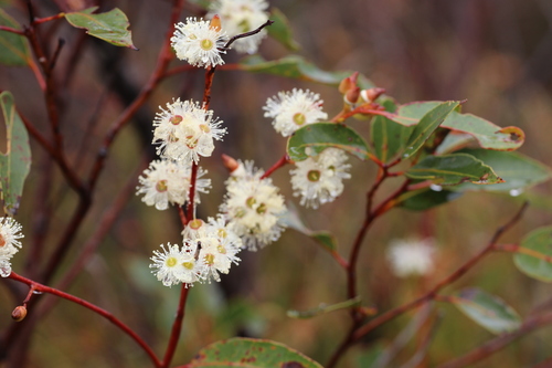 Jarrah (Eucalyptus marginata)