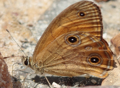 Hypocysta euphemia
