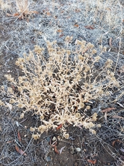Grindelia squarrosa serrulata