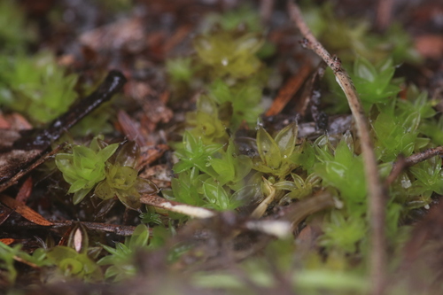 Western Giant-leaved Moss (Pleurophascum occidentale)