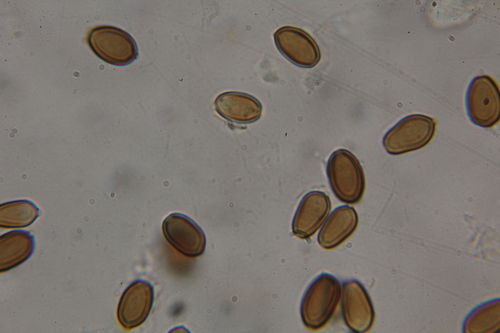 Psilocybe armandii image