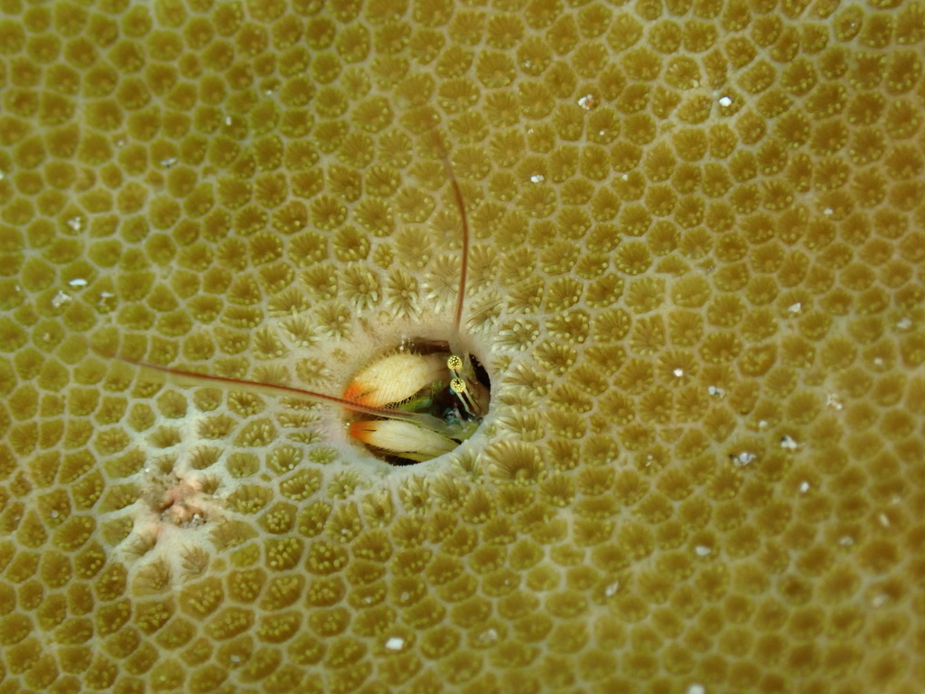 Kropp's Coral Hermit Crab