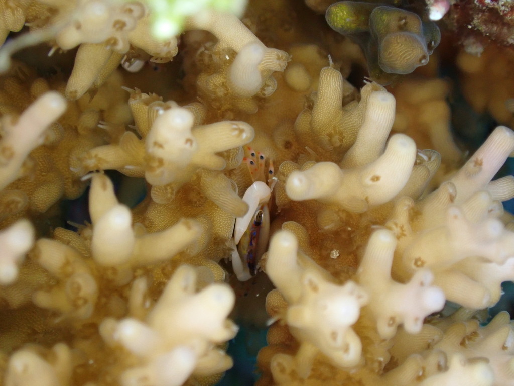 Acropora Coral Crab
