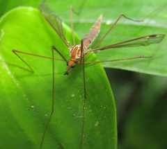 Leptotarsus elongatus