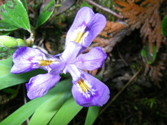 Iris lacustris