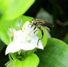 Orthoprosopa bilineata