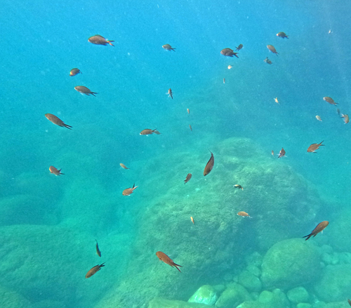 Chromis chromis