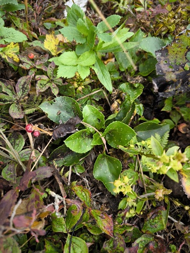 Macropodium pterospermum iNat (3)