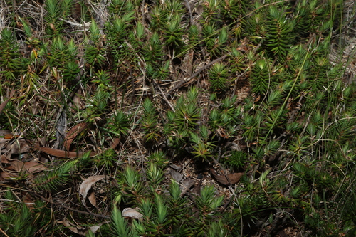 Jam Tarts (Melichrus procumbens)