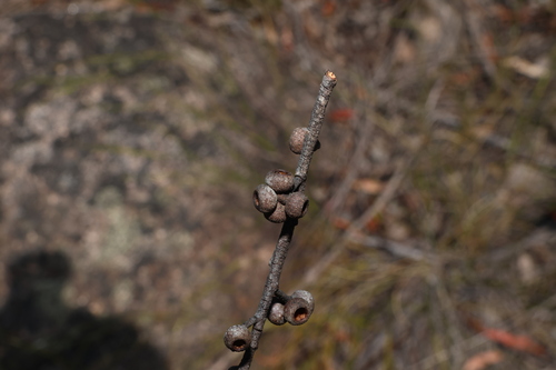Diehard Stringybark (Eucalyptus cameronii)