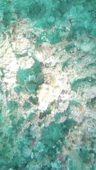 Eurypegasus draconis