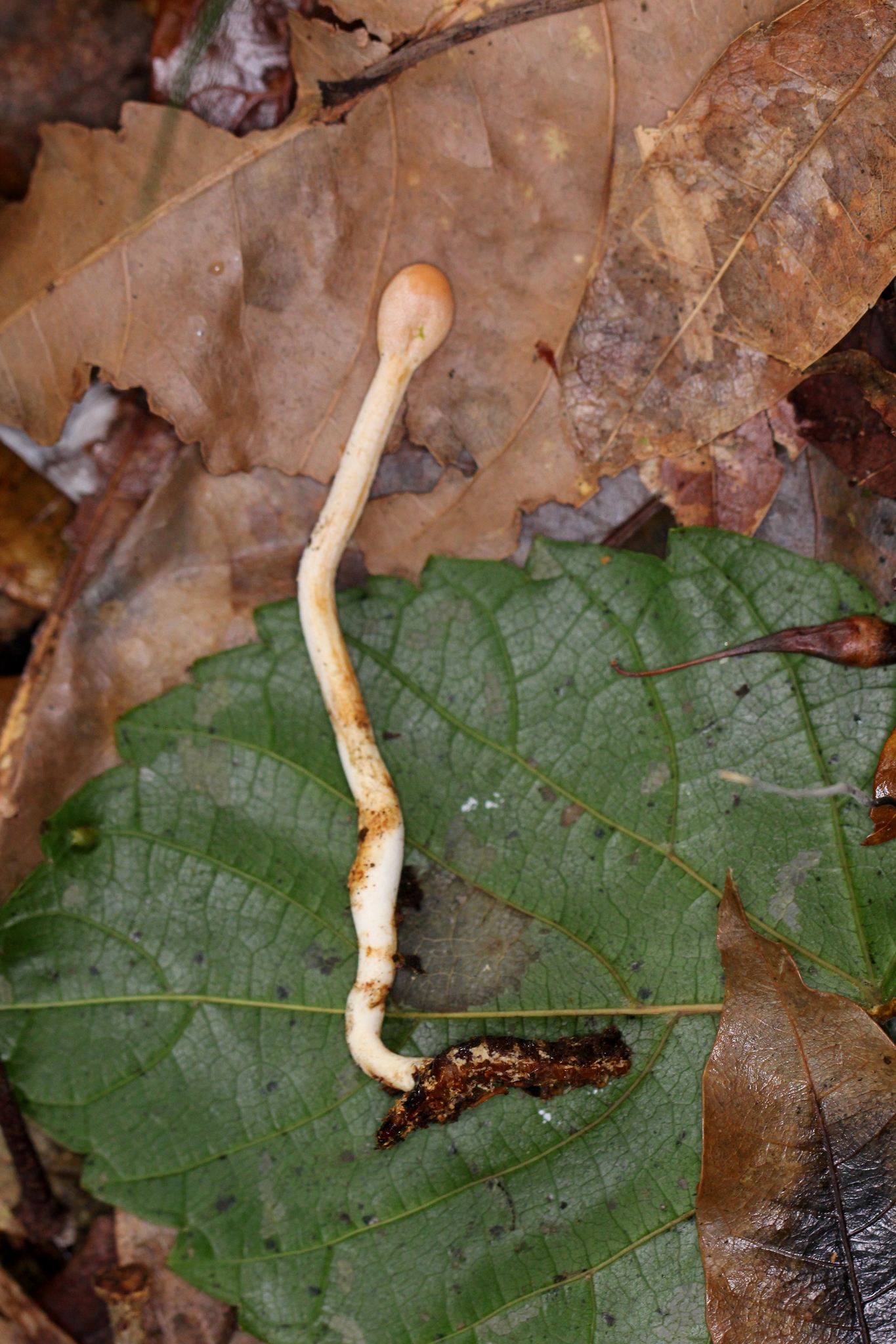 Ophiocordyceps gracilis image