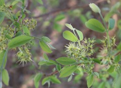 Combretum molle