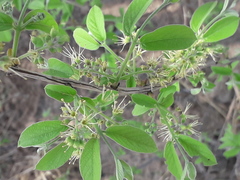 Combretum molle