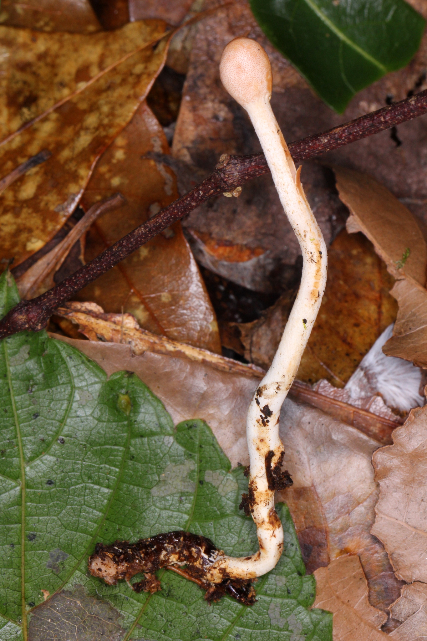 Ophiocordyceps gracilis image