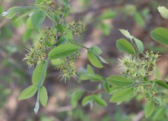 Combretum molle