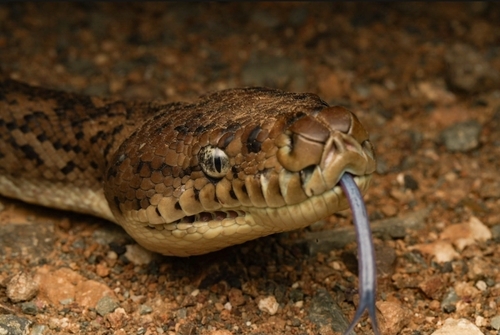 Coastal Carpet Python sighting