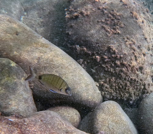 Diplodus sargus