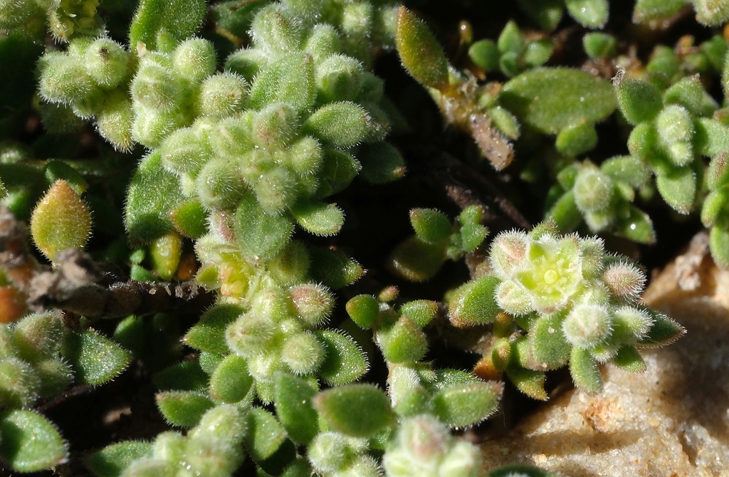 Herniaria pearsonii