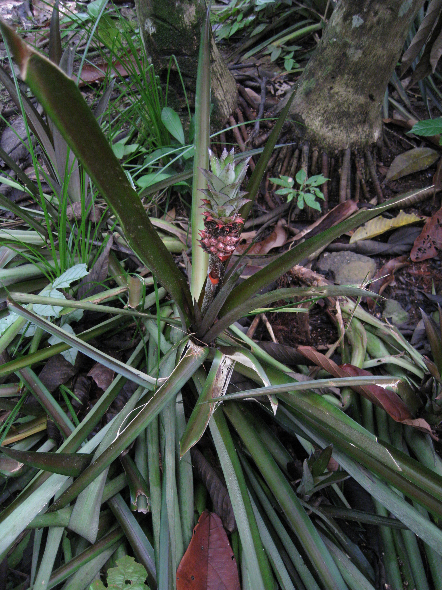 Ananas comosus