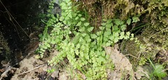 Cystopteris tasmanica