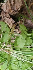 Cystopteris tasmanica