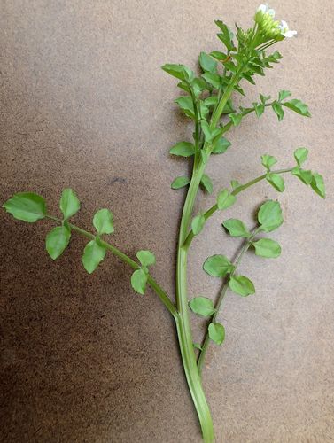 Onerow yellowcress (Nasturtium microphyllum)
