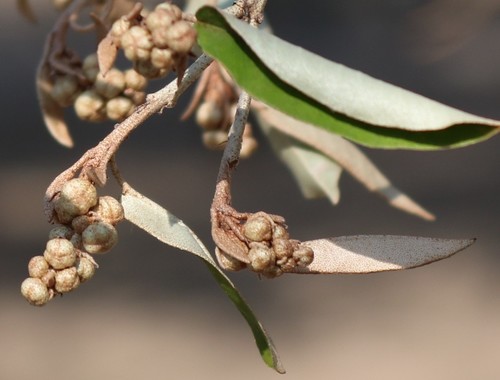 Croton gratissimus image