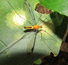Aurotipula clara