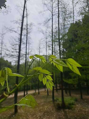Cladrastis platycarpa iNat (1)
