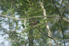 Eurylaimus ochromalus